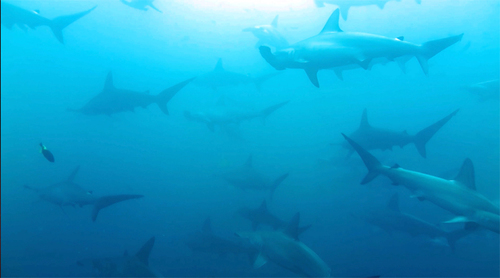 Scalloped hammerhead (Sphyrna lewini) — Sphyrnidae — 3