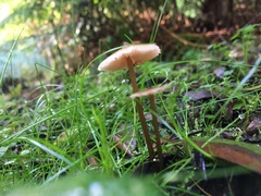 Entoloma aromaticum