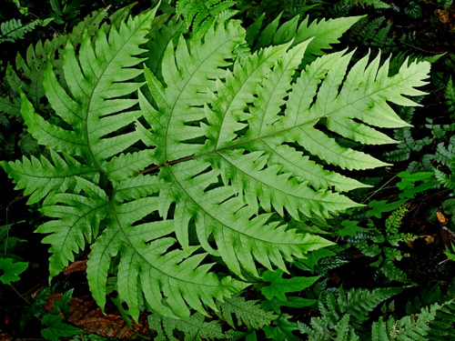 Tectaria griffithii (Tectaria griffithii)