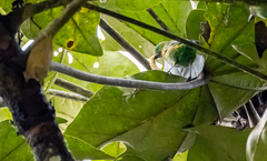 Chlorochrysa calliparaea