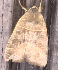 Ipimorpha pleonectusa