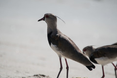 Vanellus chilensis