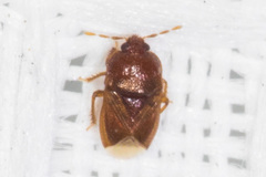 Amnestus pusillus