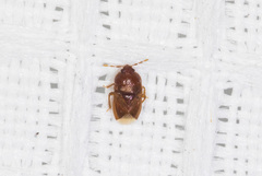 Amnestus pusillus