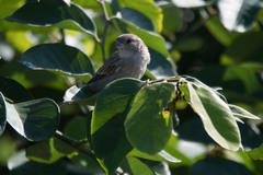Passer domesticus