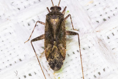 Phytocoris conspurcatus