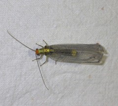 Nothochrysa fulviceps