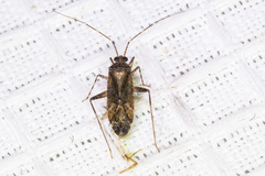 Phytocoris conspurcatus
