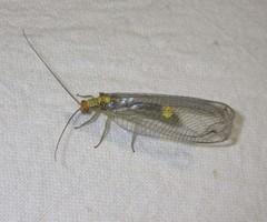 Nothochrysa fulviceps