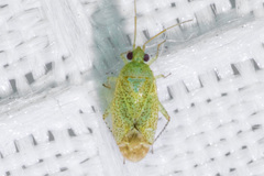Orthotylus coagulatus