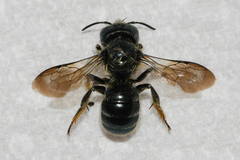 Osmia georgica