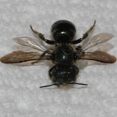 Osmia georgica