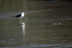 Larus dominicanus