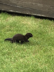 Neogale vison ingens