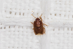 Amnestus pusillus