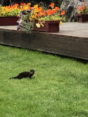 Neogale vison ingens