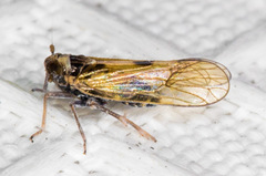 Nothodelphax consimilis