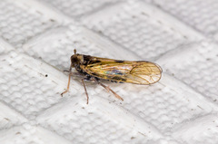 Nothodelphax consimilis