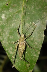 Phricta spinosa