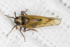 Nothodelphax consimilis