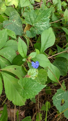 Ceratostigma plumbaginoides