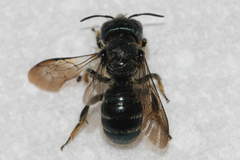 Osmia georgica