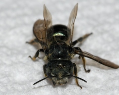 Osmia georgica