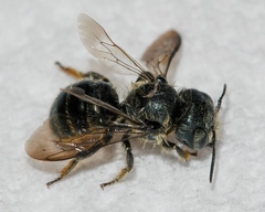 Osmia georgica