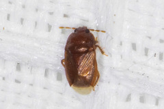 Amnestus pusillus
