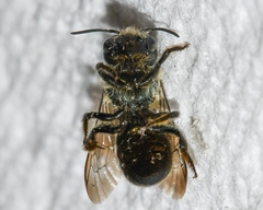 Osmia georgica