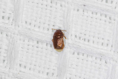 Amnestus pusillus