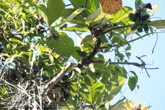 Tangara cyanocephala