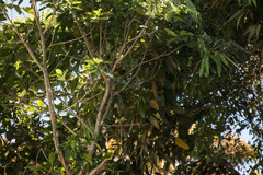 Ramphocelus bresilius