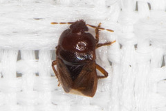 Amnestus pusillus