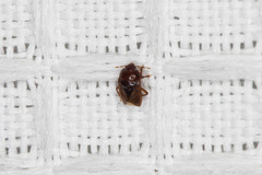Amnestus pusillus