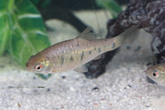 Barbodes semifasciolatus