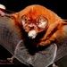 Antillean Ghost-faced Bat - Photo (c) Lynnette Andújar, some rights reserved (CC BY-NC), uploaded by Lynnette Andújar