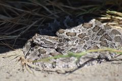 Crotalus enyo