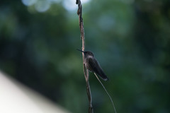 Eupetomena cirrochloris