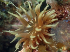 Anemonia sargassensis