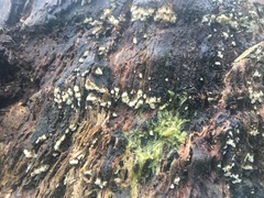 Dentipellicula leptodon