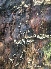 Dentipellicula leptodon