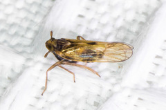 Nothodelphax consimilis