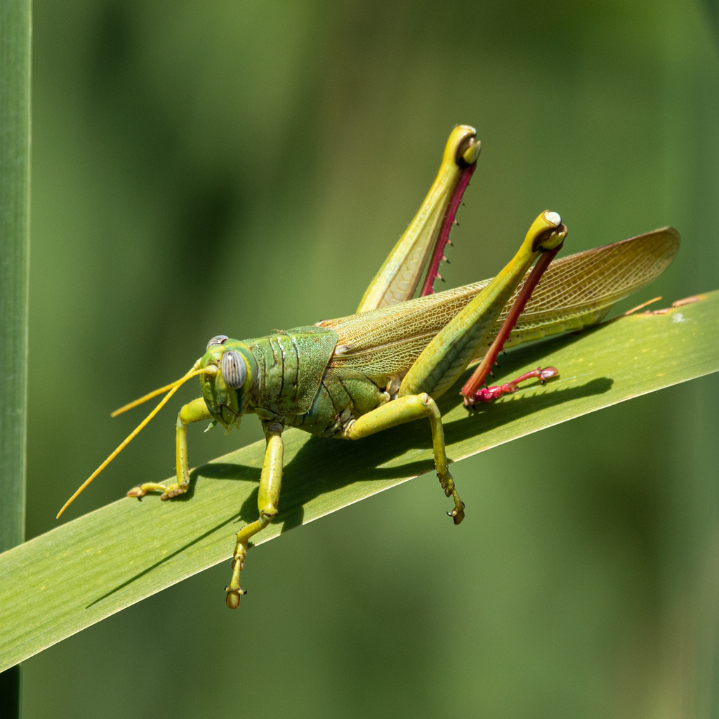 Green Bird Grasshopper from Brewster County, TX, USA on August 12, 2021 ...