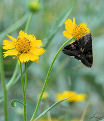 Melipotis perpendicularis