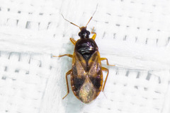 Lyctocoris