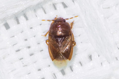 Amnestus pusillus
