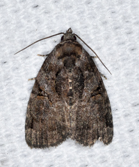 Pseudeustrotia indeterminata