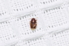 Amnestus pusillus
