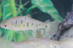 Barbodes semifasciolatus
